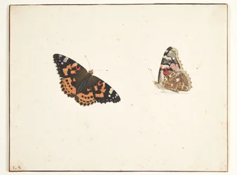Two Studies of a Painted Lady Butterfly (Vanessa cardui L.)