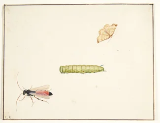 Three Insect Studies