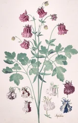 A Columbine or Granny