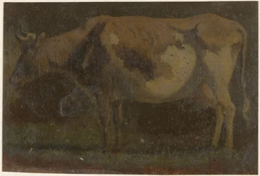 Standing Cow, Facing Left
