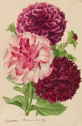 Originals of publications of horticulture and arboriculture