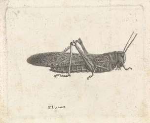 Grasshopper