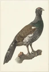 Capercaillie