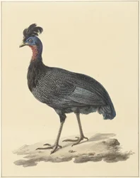 Crested Guinea Fowl