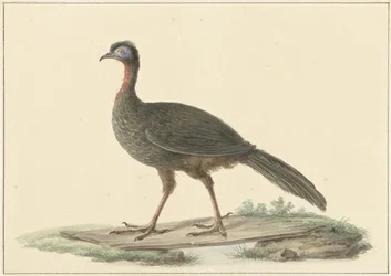 Marail Guan (Penelope marail)