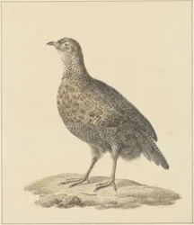 Partridge (?)