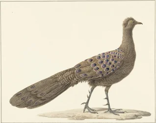 Mirror Peacock