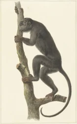 Black howler monkey (Paraguay)