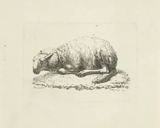Lying Sheep