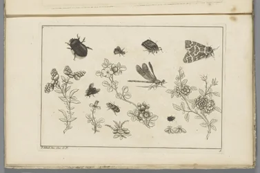 Flowering Branches with Insects