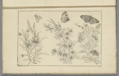 Three Flower Branches and Three Butterflies