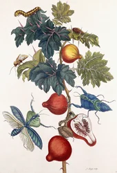Metamorphosis of Various Insects