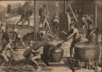 Slaves process sugar cane and make sugar.