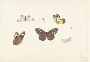 Sheet with Five Butterflies and Two Flies