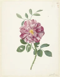 Gallic Rose (Rosa gallica L. 
