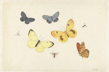 Sheet of Studies with Five Butterflies, a Wasp, and Two Flies