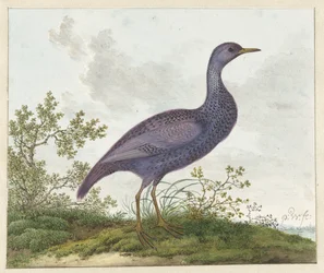 Spotted Crake (Porzana porzana)?