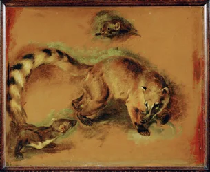 A coati and a small rodent
