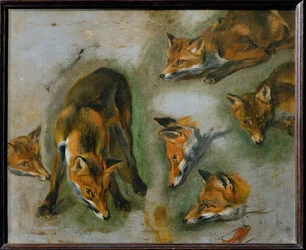 A Fox