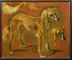A Greyhound