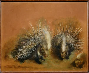 Porcupine