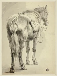 Saddle Horse