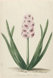 Hyacinth Named Surpasse Mine d