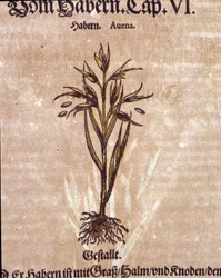 Herbarium: oats. Engraving - in 