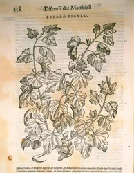 Poplar (Populus), engraving by Pier Andrea Mattioli