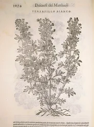 Silverweed (Potentilla alba), engraving by Pier Andrea Mattioli