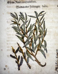 Willow Branch - In 