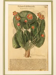 Yellow Water Lily (Nymphaea lutea), Coloured Engraving