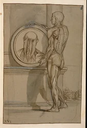 Ms Hunter 653 Plate XVI, Anatomical Drawing