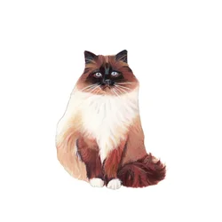 Birman Cat, 2014
