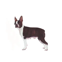 Boston Terrier, 2011