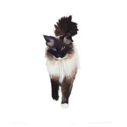 Ragdoll, 2014