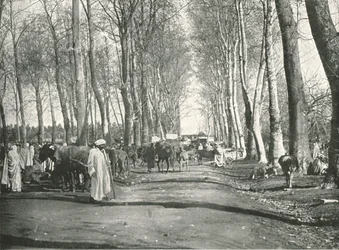 Arab Fair and Market, Boufarik, Algeria