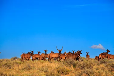 Herd of deer in Chaco Culture National Historical Park, 2014