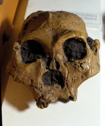 Australopithecus Africanus. Sterkfontein, South Africa. The skull is about 2.5 million years old