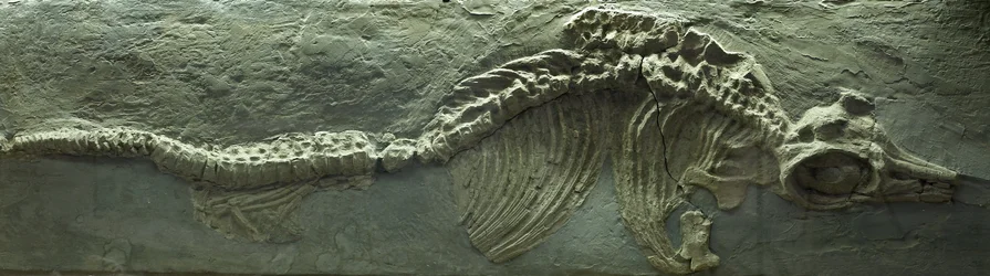 Ichthyosaur Fossil, Jurassic (Lias) period