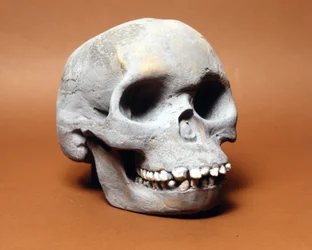 Piltdown Man: The Skull of a Primitive Man