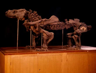 Prehistory; dinosaurs: skeleton of ichthyosaur