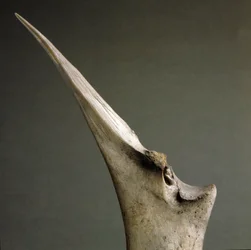 Tip of Bones from the Polada Tourbiere