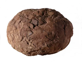 Prehistory: dinosaur egg found in Provence. Mesozoic era, Jurassic period