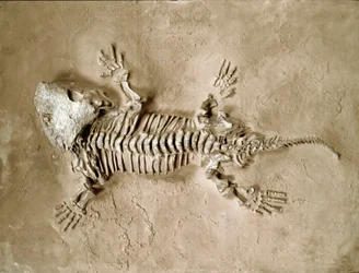 Prehistory: fossil of Seymouria Bayolorensis amphibian reptile from Texas in the United States. Permian period. Museo civico di storia naturale, Milan