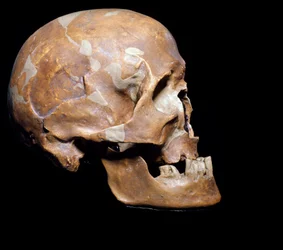 Prehistory: Fossil Skull of Homo Sapiens