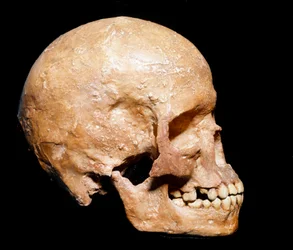Fossil Skull of Homo Sapiens from Grimaldi