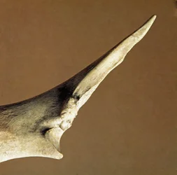 Prehistory: Knife Made of Beef Ulna from the Necropole of Arene Candide, Liguria. Lower Neolithic, Peter