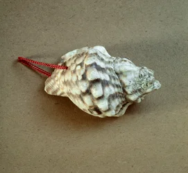 Shell of Triton nodifer pierced, used as a whistle from the Necropole of Arene Candide, Liguria. Middle Neolithic, Stone Age. Museo di archeologia Ligure, Genoa