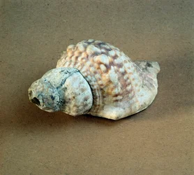 Shell of Triton Nodifer Used as a Whistle